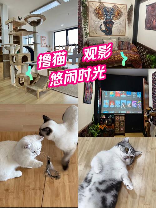 免费在线观看欧美成人的相关介绍