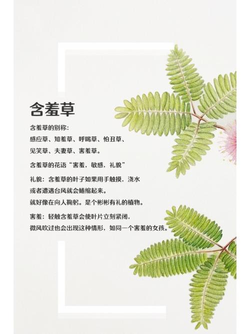 少妇在军营h文的相关介绍