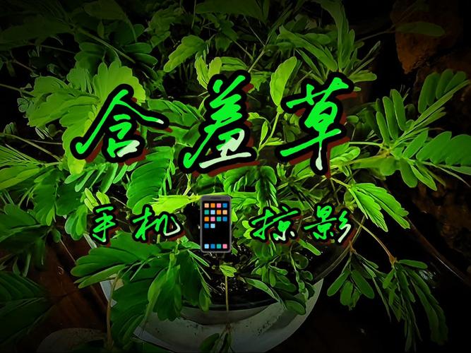 秋霞影院手机在线观看 - 高清正版影院APP下载，免费追剧无广告
